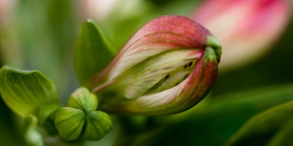 alstroemeria, sierteelt